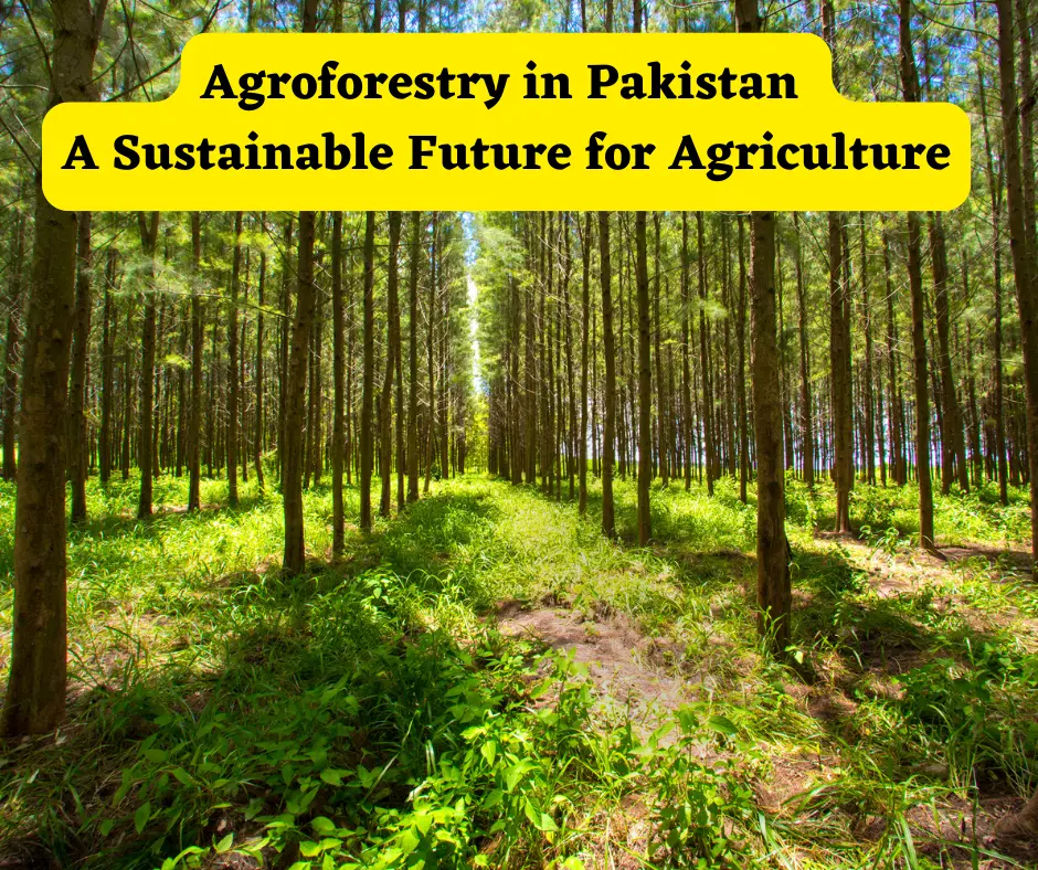 Agroforestry in Pakistan