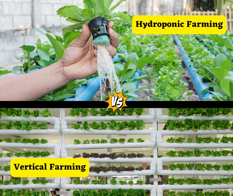 Hydroponics vs Vertical Farming