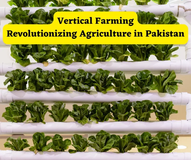 Vertical Farming in Pakistan