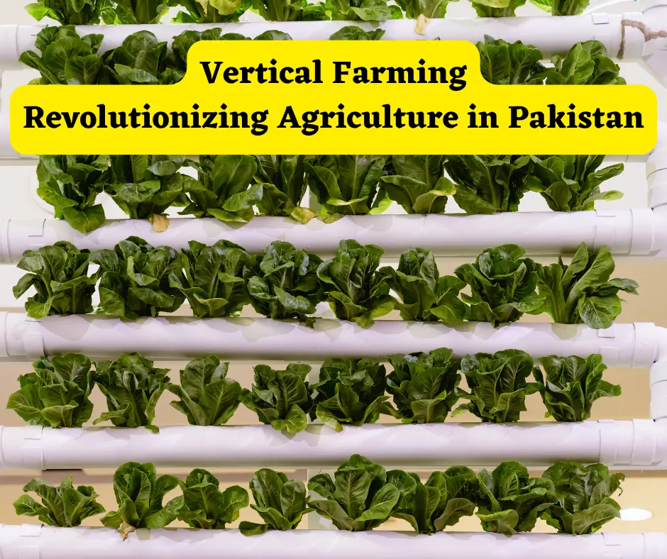 Vertical Farming in Pakistan